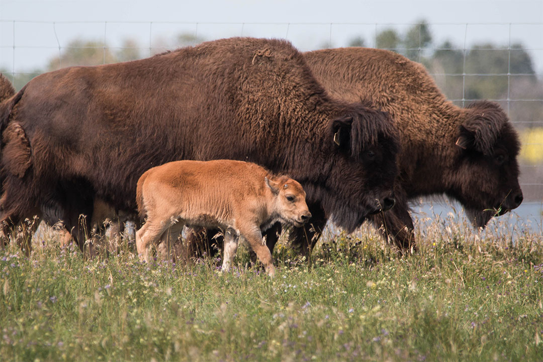 An in vitro bison calf at the WCVM's Goodale Farm. Photo by Caitlin Taylor. 